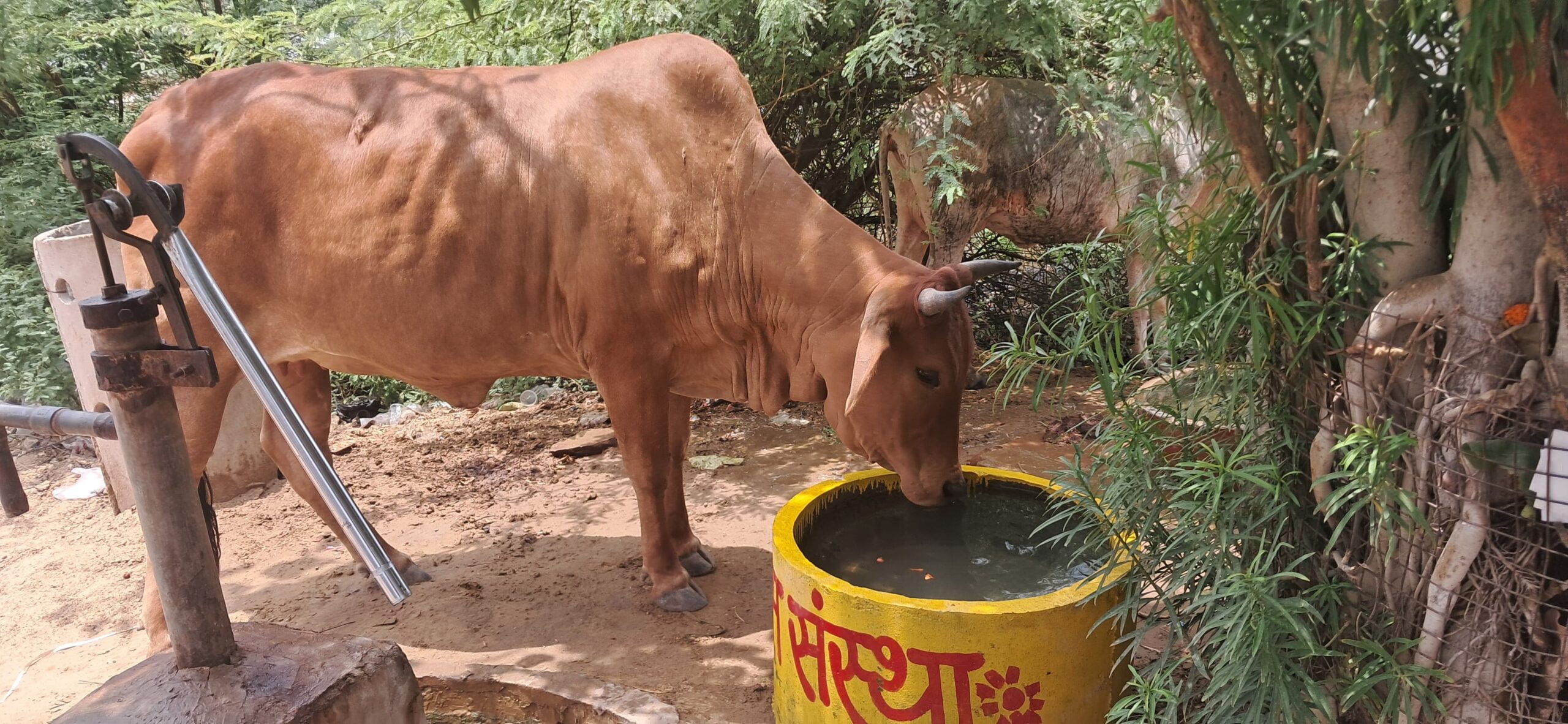 Bharatpur news today: भरतपुर टॉक्स संस्था ने बेजुबान पशु पक्षियों के लिए 5 स्थानों पर रखवाई जल कुंडिया